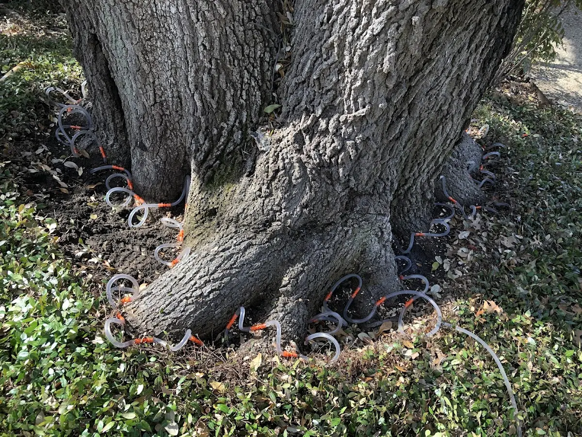 Detailed Tree Cabling and Bracing job site in Ulysses