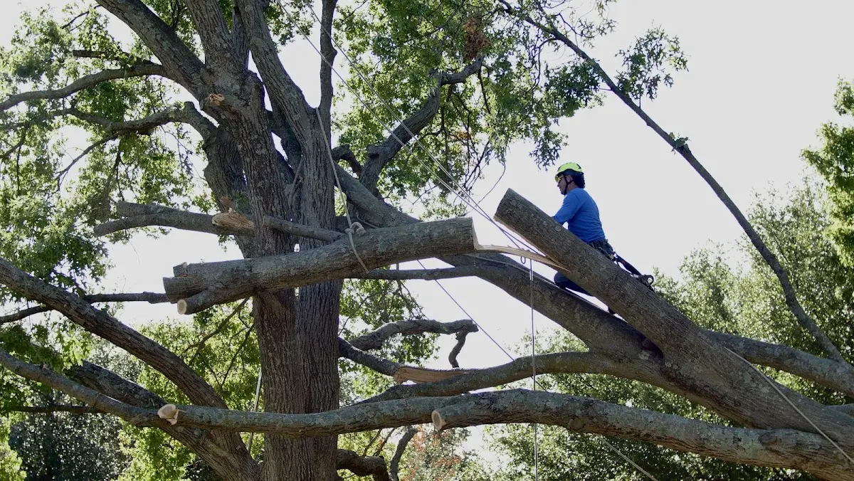 Professional Crown Thinning performed by certified arborists in Ulysses